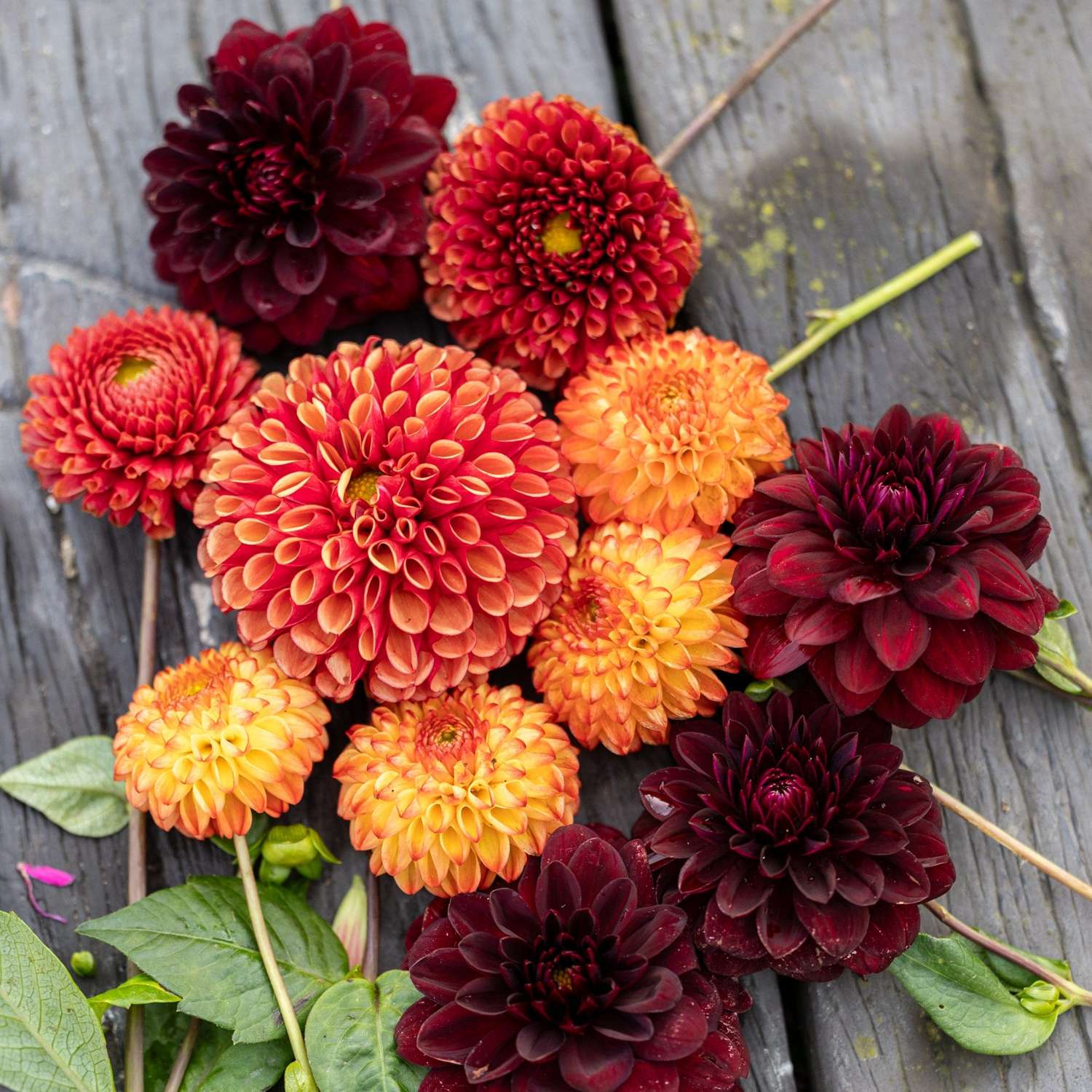 Dahlia mix 'Orange Chateau'